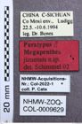Etikett zu Priopus angustus (Fleutiaux, 1934)